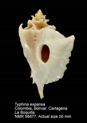 Typhina expansa.jpg - Typhina expansa (G.B.Sowerby,1874)